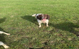 Cockapoo dogs for sale: F1 Cockapoo puppies  - Image 22