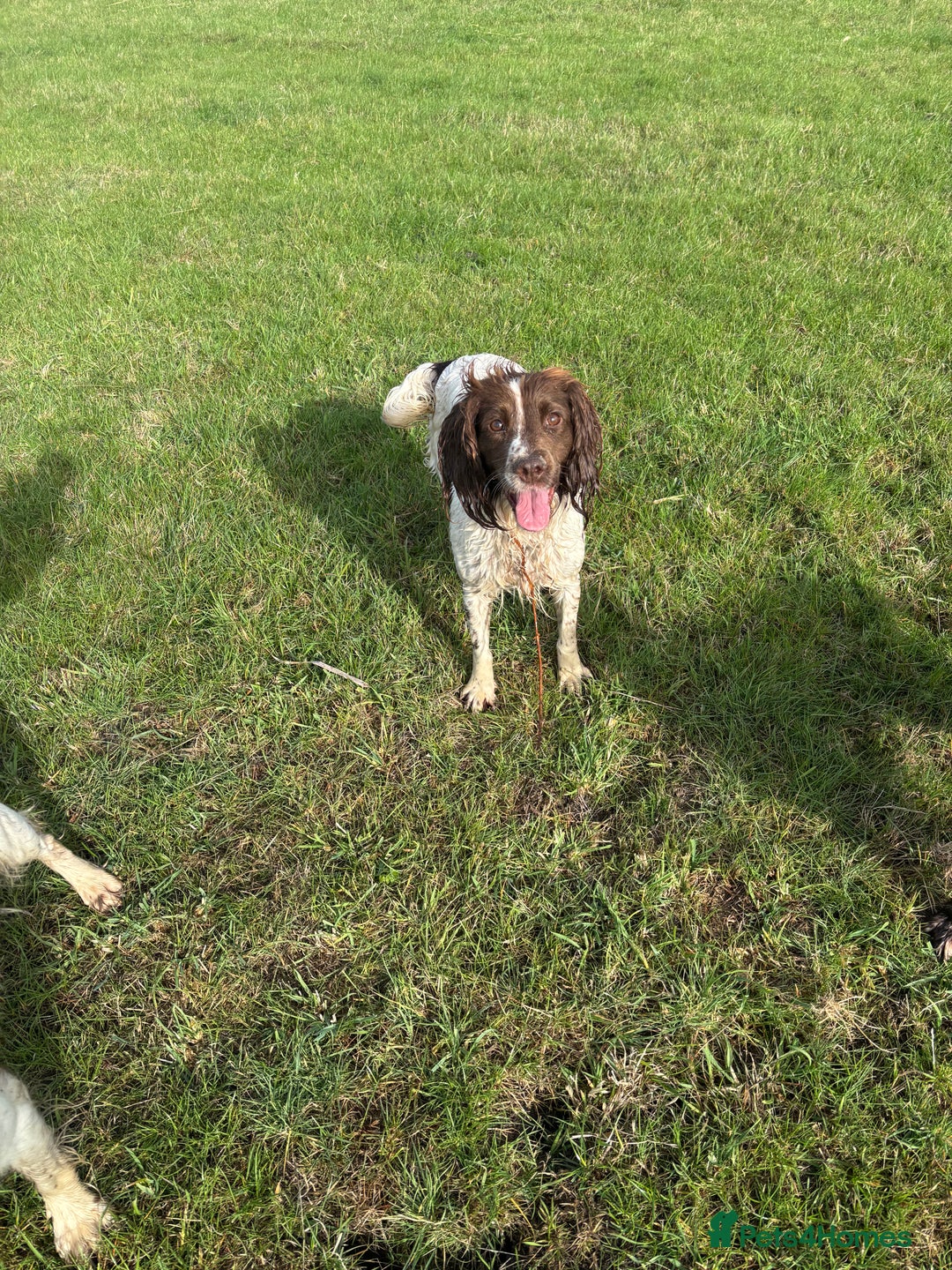 Cockapoo dogs for sale: F1 Cockapoo puppies  - Image 22