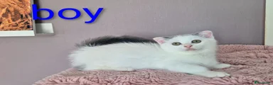 Short legs Munchkin boy 2