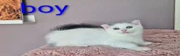 Munchkin cats for sale: Beautiful Munchkin kittens  - Advert 32