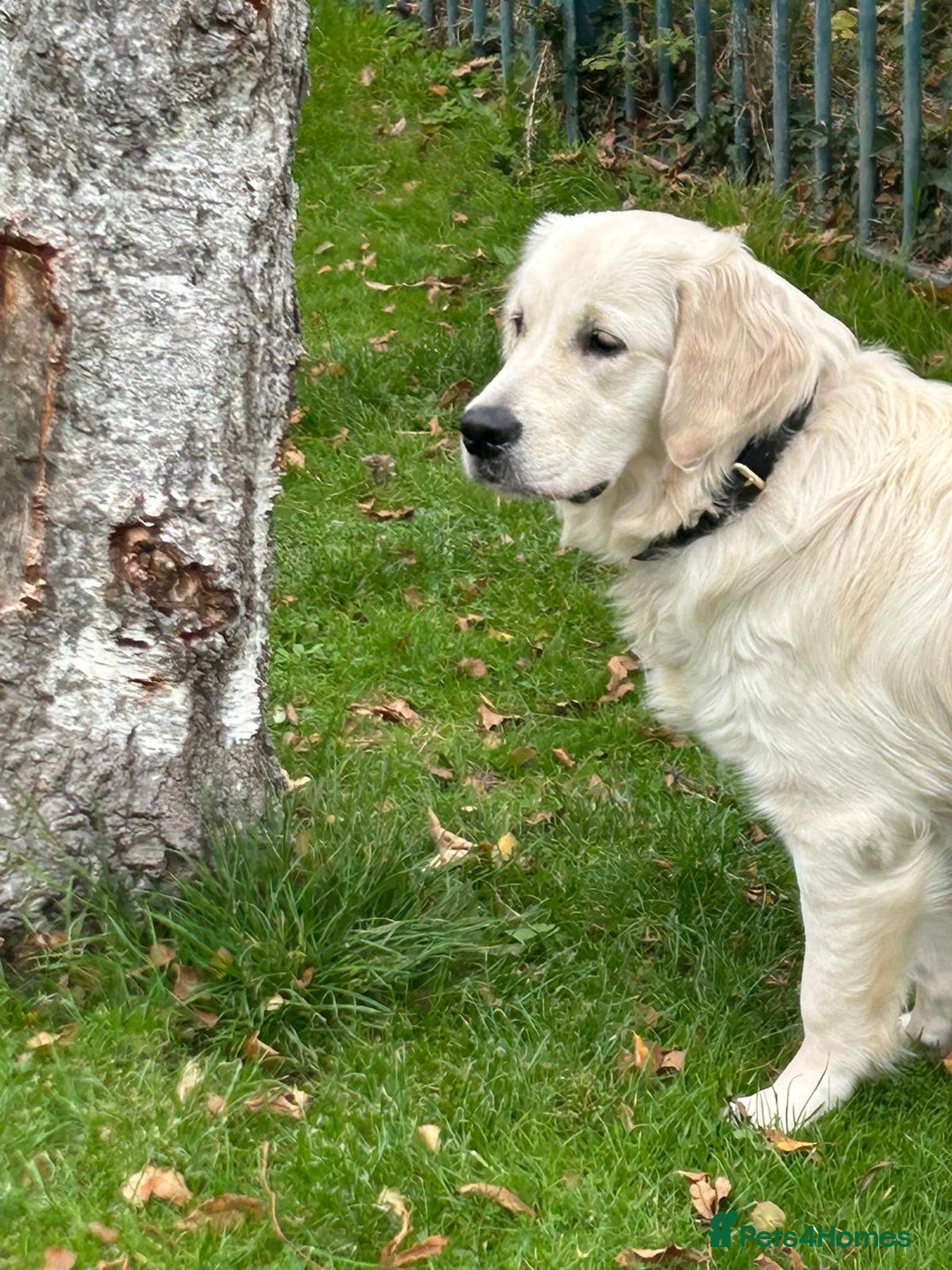 Golden Retriever dogs for sale: KC, Extensively Health tested Parents. Snow white - Image 22