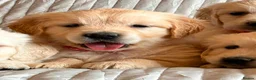 Golden Retriever dogs for sale: Wonderful litter health tested parents  - Advert 5