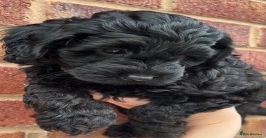 Cockapoo dogs - Advert 5