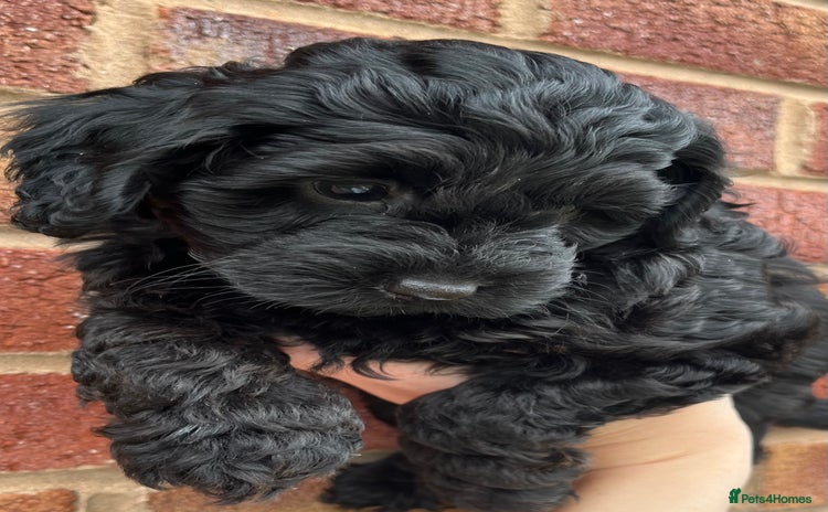 Cockapoo dogs - Advert 2
