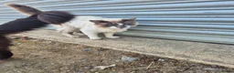 Mixed Breed cats for sale: Mixed cross Ragdoll babies - Advert 7