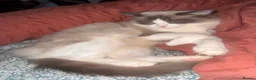 Ragdoll cats for sale: Beautiful female ragdoll  - Advert 7