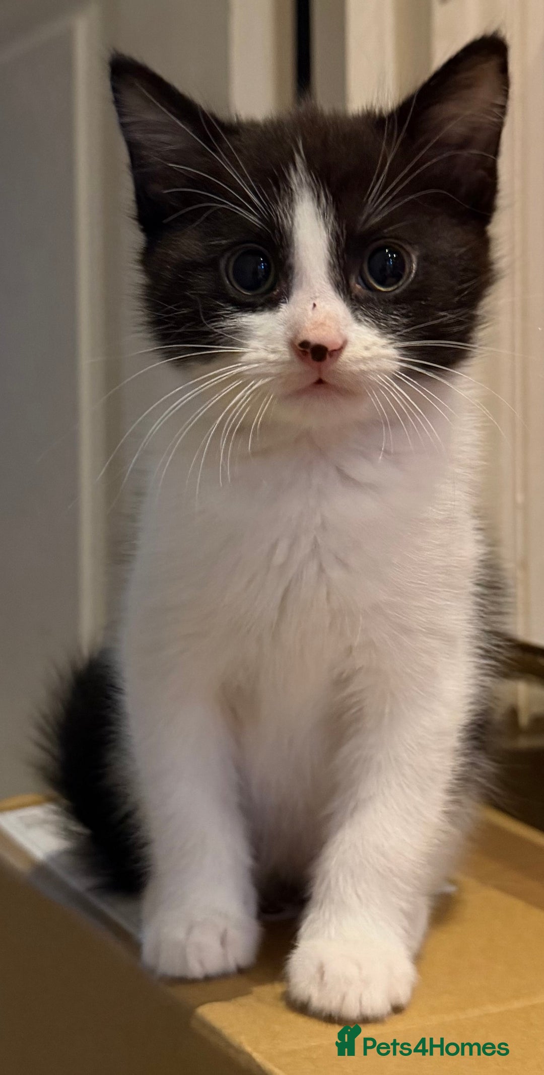 Mixed Breed cats for sale: Kittens - Advert 4