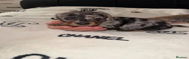 Doxiepoo 2