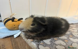 Guinea Pig rodents for sale: Bumble & Mochi Two Loving Male Guinea Pigs  - Image 2