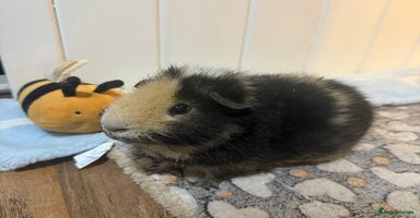 Guinea Pig rodents - Advert 3