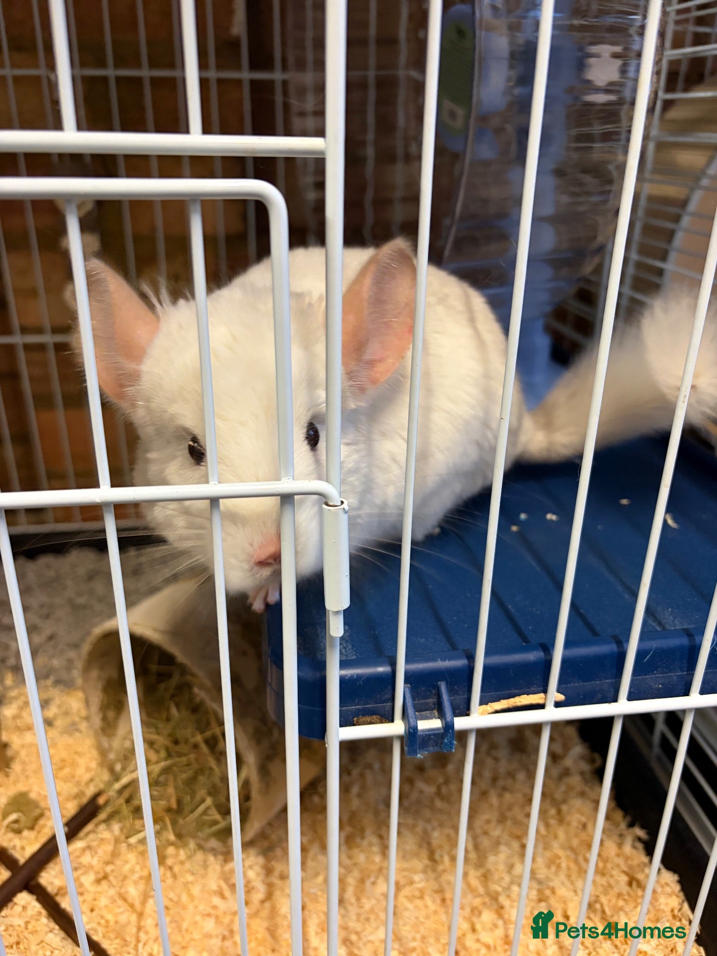 Chinchilla rodents white male chinchilla with cage - Advert 17
