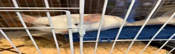 Chinchilla rodents for sale: white male chinchilla with cage - Advert 1