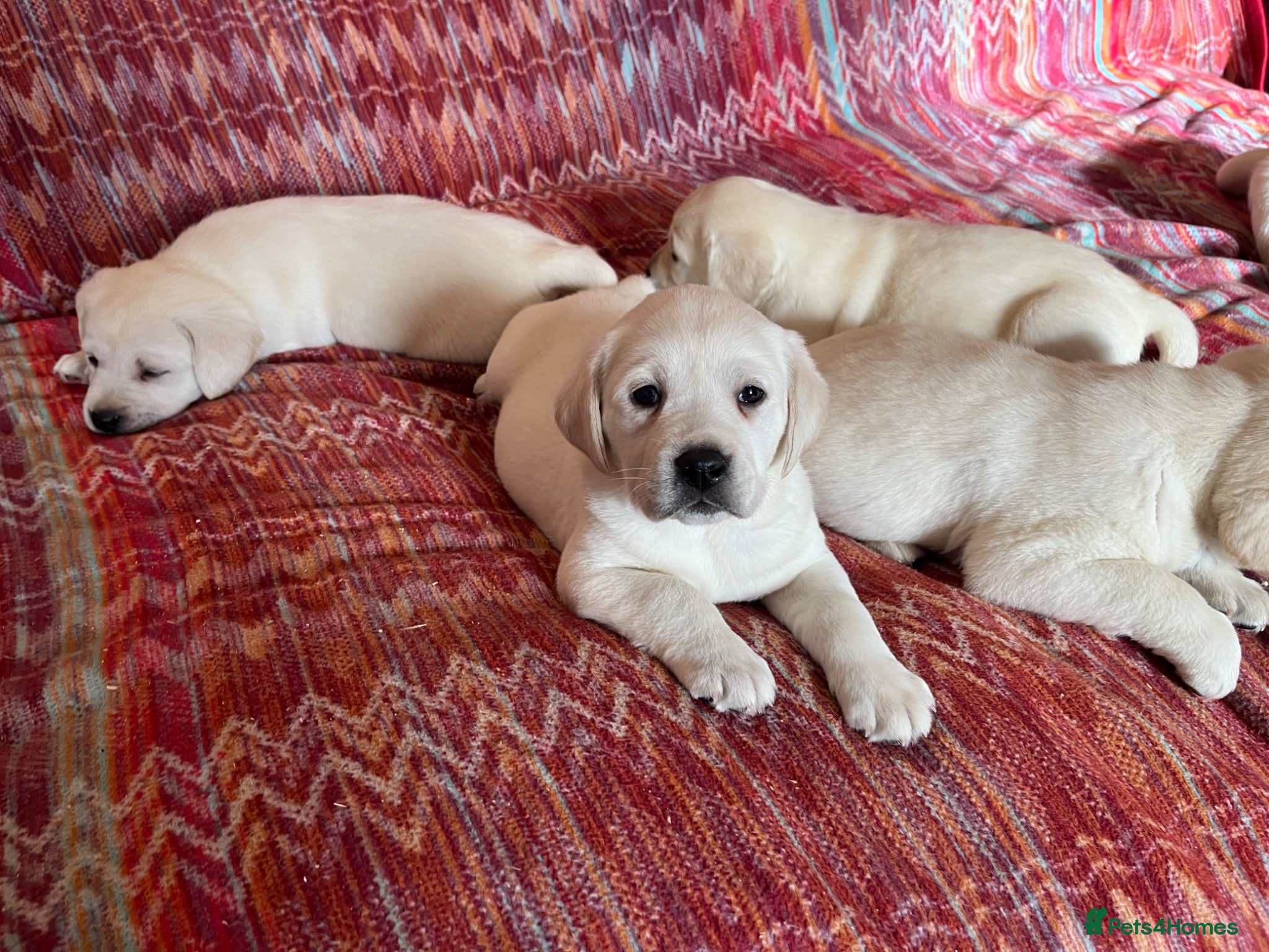 Labrador Retriever dogs Chunky Health tested KC reg white Labrador 🐶  - Advert 1