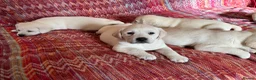 Labrador Retriever dogs for sale: Chunky Health tested KC reg white Labrador 🐶  - Advert 1