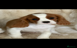 Cavalier King Charles Spaniel dogs for sale: Beautiful health tested cavalier King Charles pups - Image 7