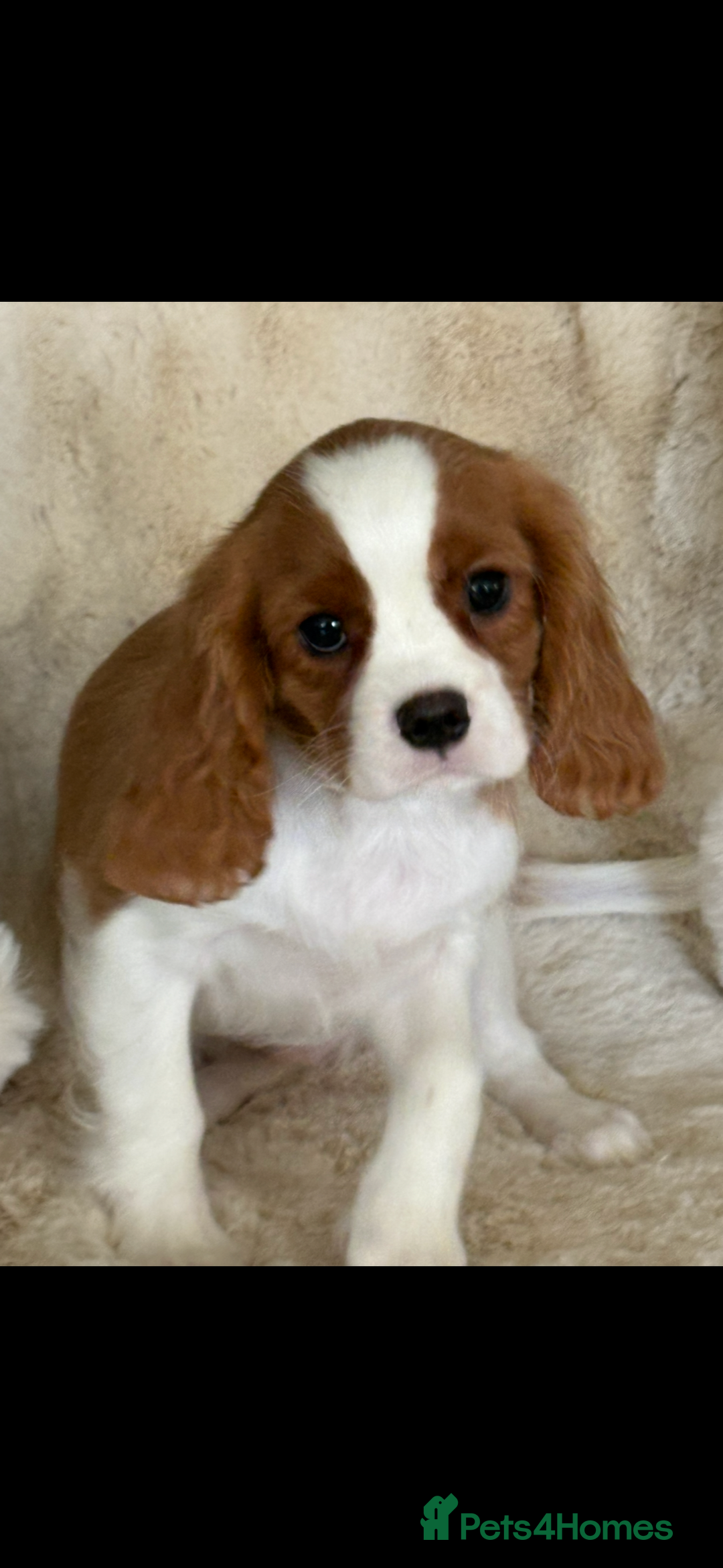 Cavalier King Charles Spaniel dogs for sale: Beautiful health tested cavalier King Charles pups - Image 7