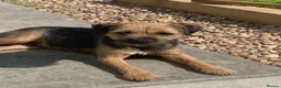 Border Terrier dogs for sale: Healthy Bundles of Border joy  - Advert 20