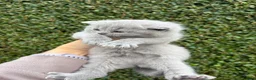 British Shorthair cats for sale: British Shorthair Kittens - Advert 33