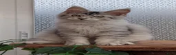 Maine Coon cats for sale: Stunning Tica registered Maine coon kittens - Advert 6