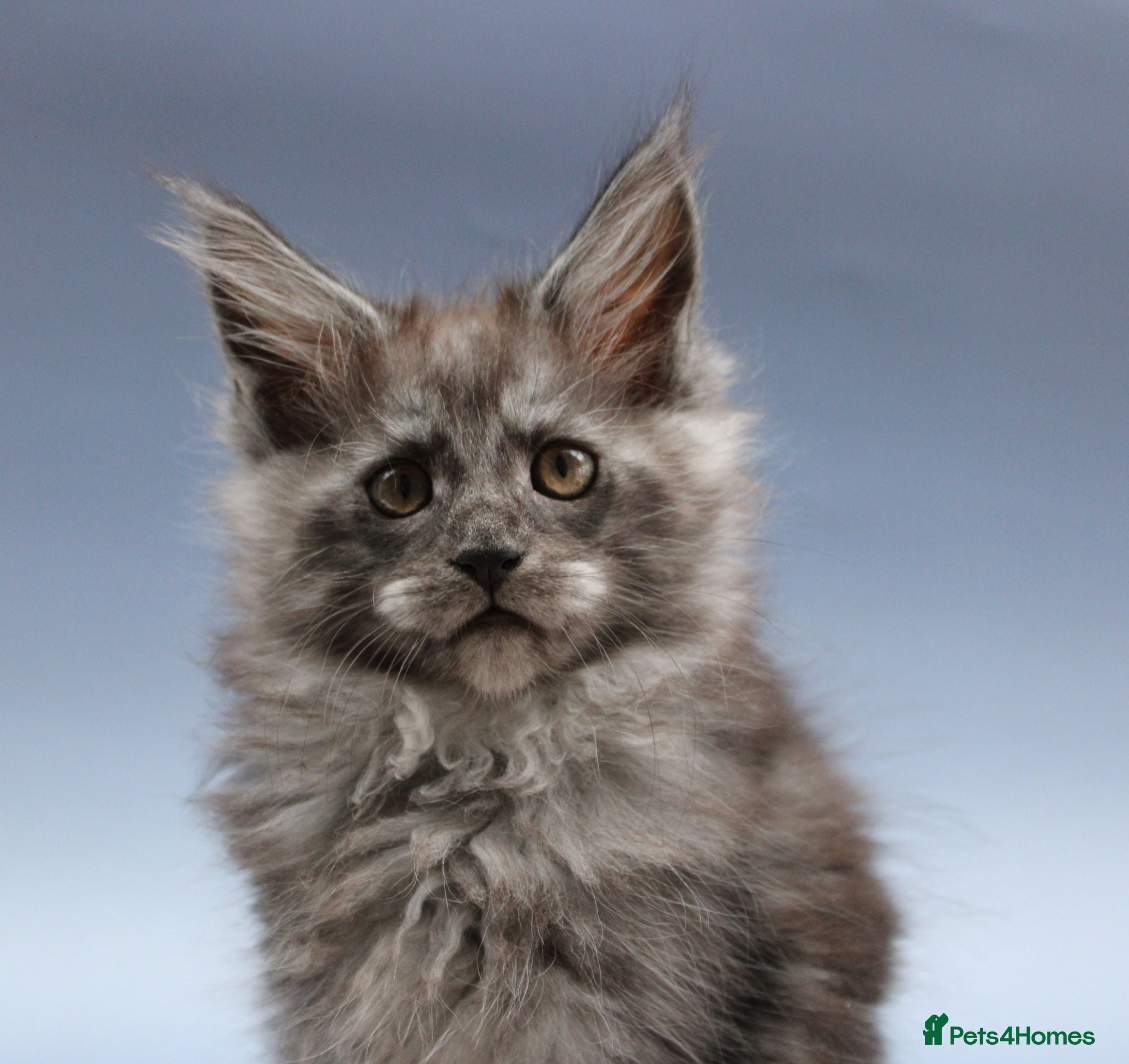 Maine Coon cats 🐾 WildPawzuk TICA Registered Maine Coon Kittens🐾 - Advert 1