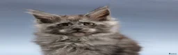 Maine Coon cats for sale: 🐾 WildPawzuk TICA Registered Maine Coon Kittens🐾 - Advert 14