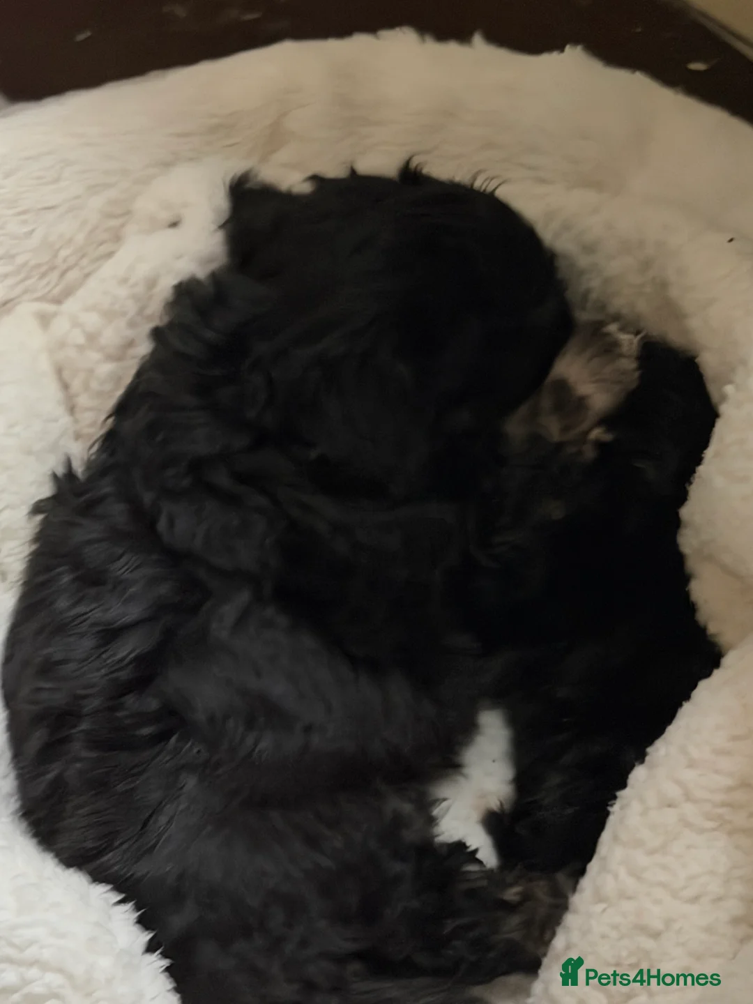 Mixed Breed dogs for sale: Chinese Crested X Shih Tzu - Advert 7