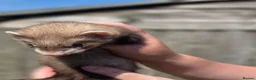 Ferret rodents for sale: Baby ferrets for sale ready to go now - Advert 5