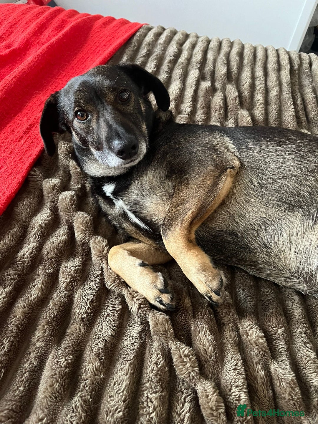 Mixed Breed dogs for adoption: Cute little Twix needs LoVE - Advert 1