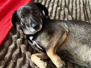 Mixed Breed dogs Cute little Twix needs LoVE - Advert 1