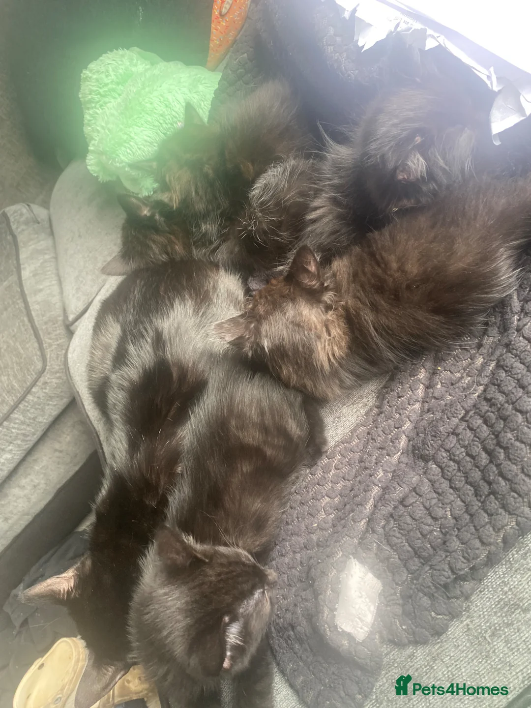 Mixed Breed cats for sale: stunning kittens for sale - Advert 8
