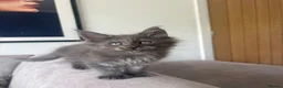 Maine Coon cats for sale: Maine Coon Kittens Russian & European Champ Lines  - Advert 27