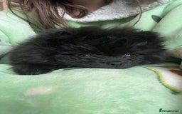 Pomeranian dogs for sale: Stunning KC reg Pomeranians  - Image 15