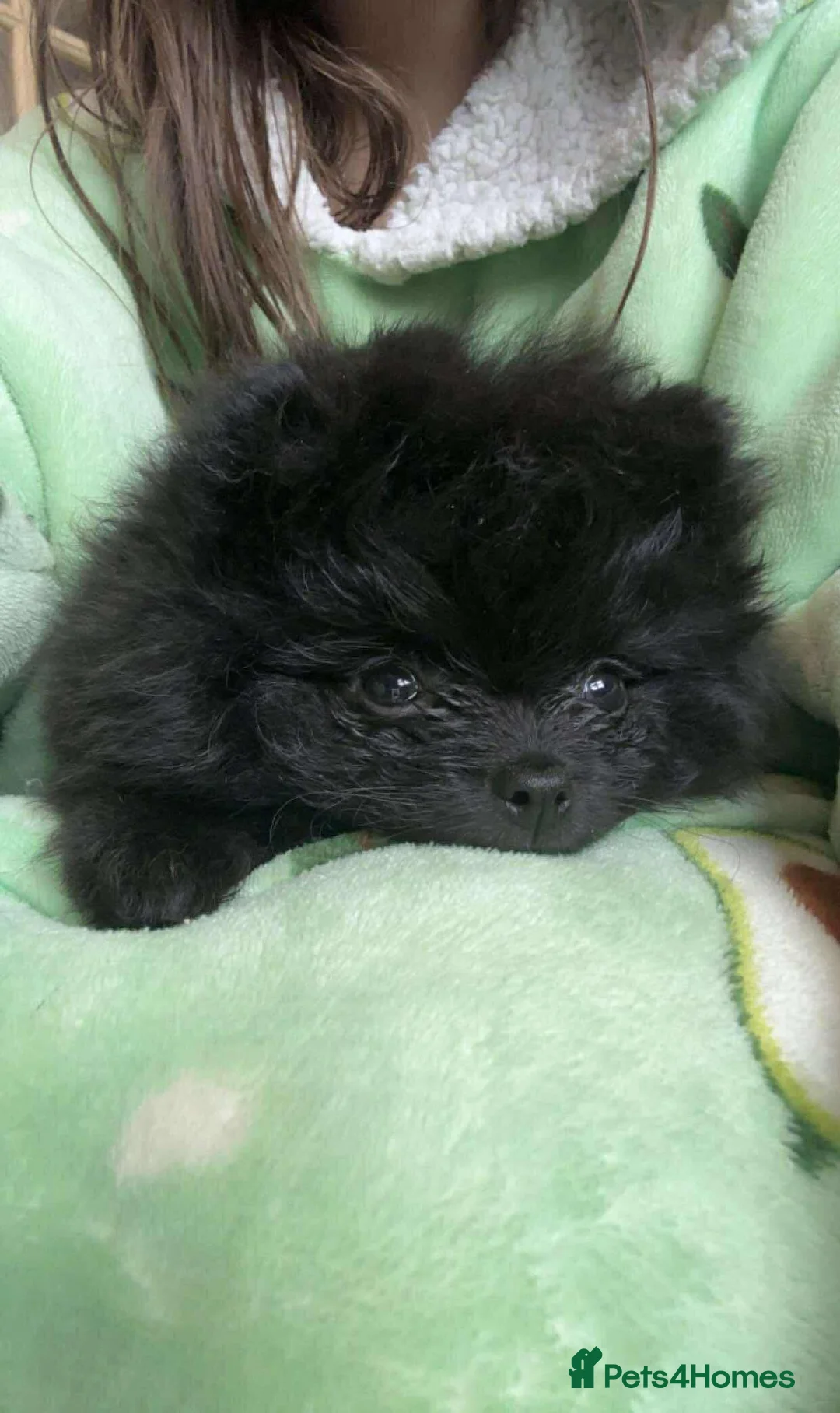 Pomeranian dogs for sale: Stunning KC reg Pomeranians 🌟REDUCED🌟 - Advert 13