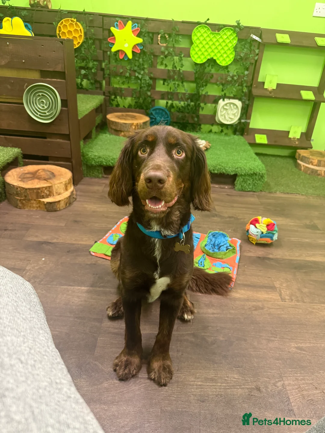 Mixed Breed dogs for sale: Rehoming Cocker Spaniel in Leighton Buzzard - Advert 2