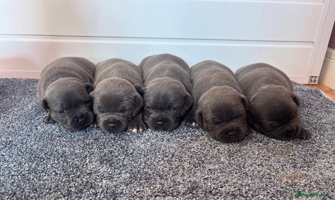 Staffordshire Bull Terrier dogs for sale: KC blue Staffordshire bull terrier puppies  - Advert 3