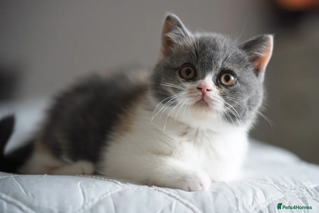 British Shorthair cats for sale: GCCF and TICA Registered -Show Quality BSH. - Advert 15