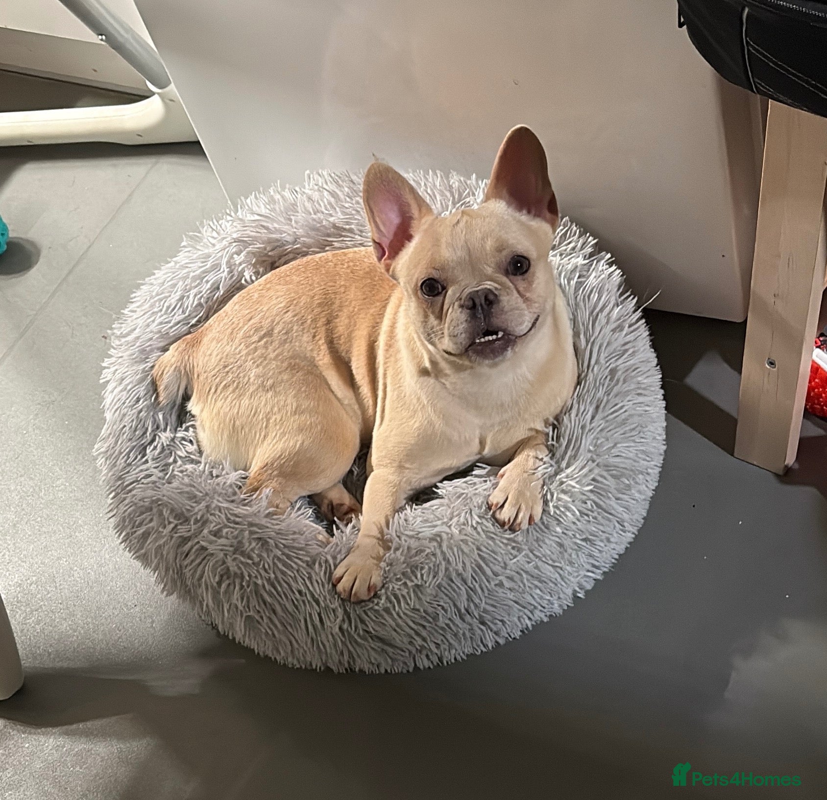French Bulldog dogs French bulldog  - Advert 2