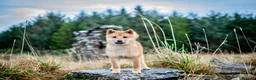 Japanese Shiba Inu dogs for sale: Shiba Inu  - Advert 5