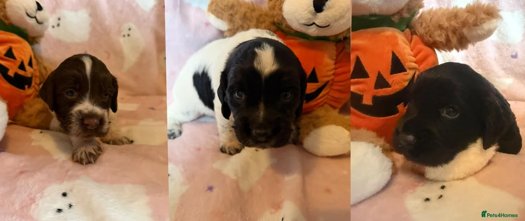 Cocker Spaniel dogs for sale: COCKER SPANIELS 2 Boys 1 Girl SCARBOROUGH  - Advert 1