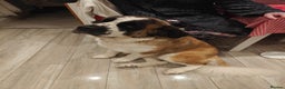 Saint Bernard dogs for sale: Saint for Rehoming  - Advert 5