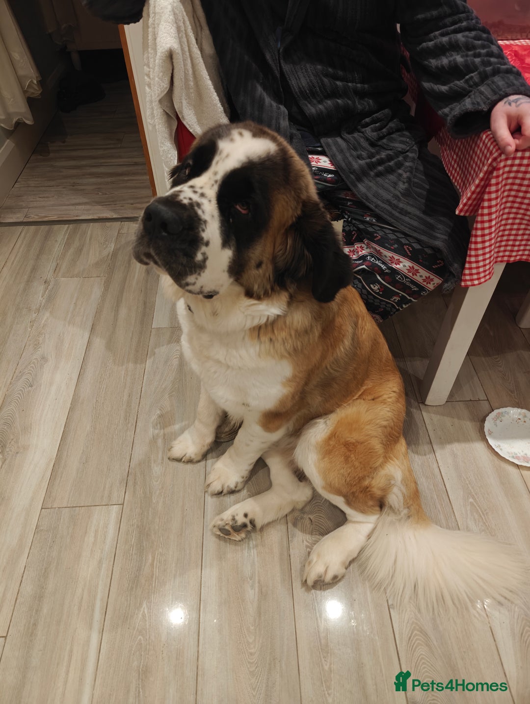 Saint Bernard dogs for sale: Saint for Rehoming  - Advert 5