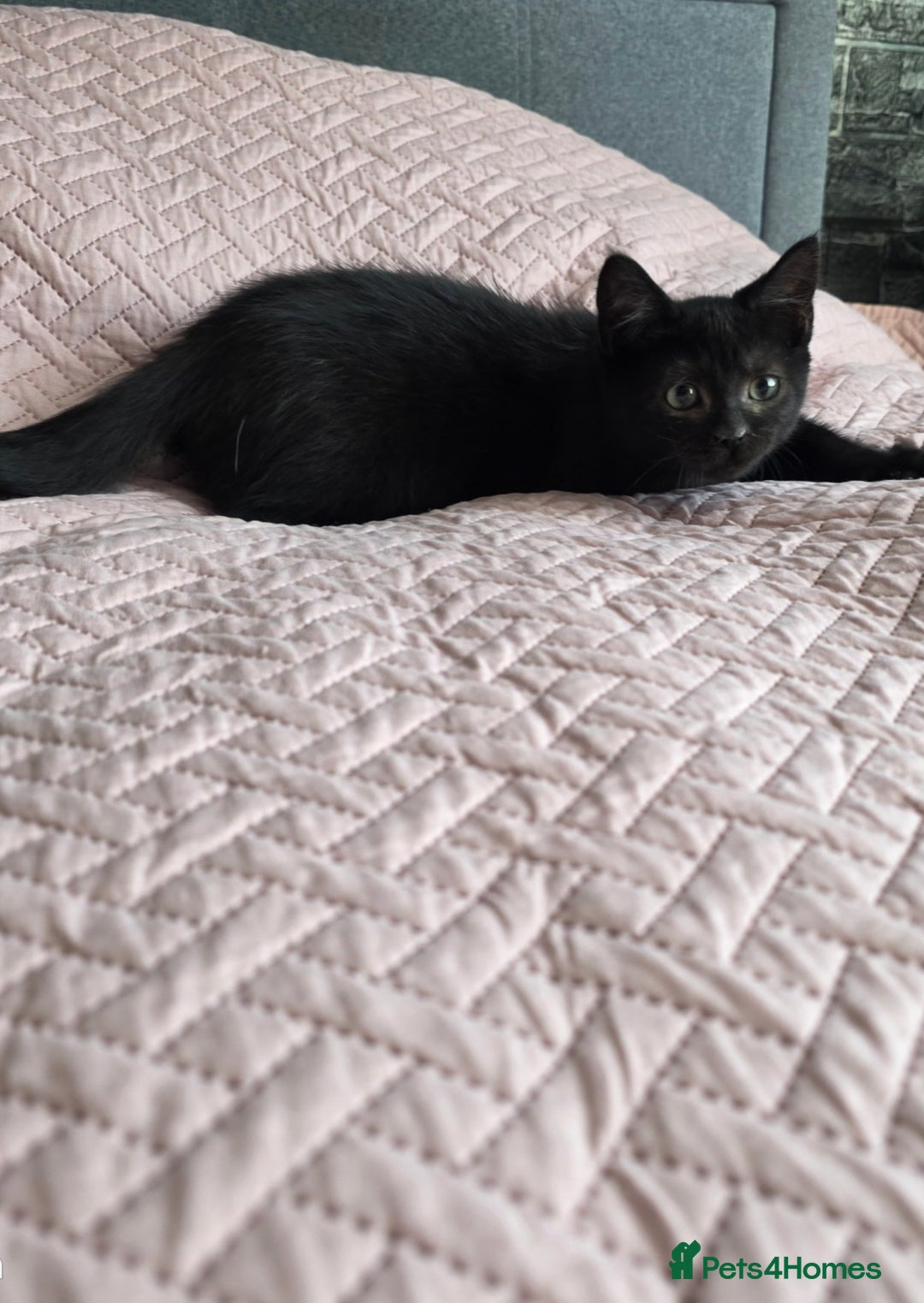 Siberian cats for sale: 2beautiful part Siberian kittens in Portsmouth - Image 3