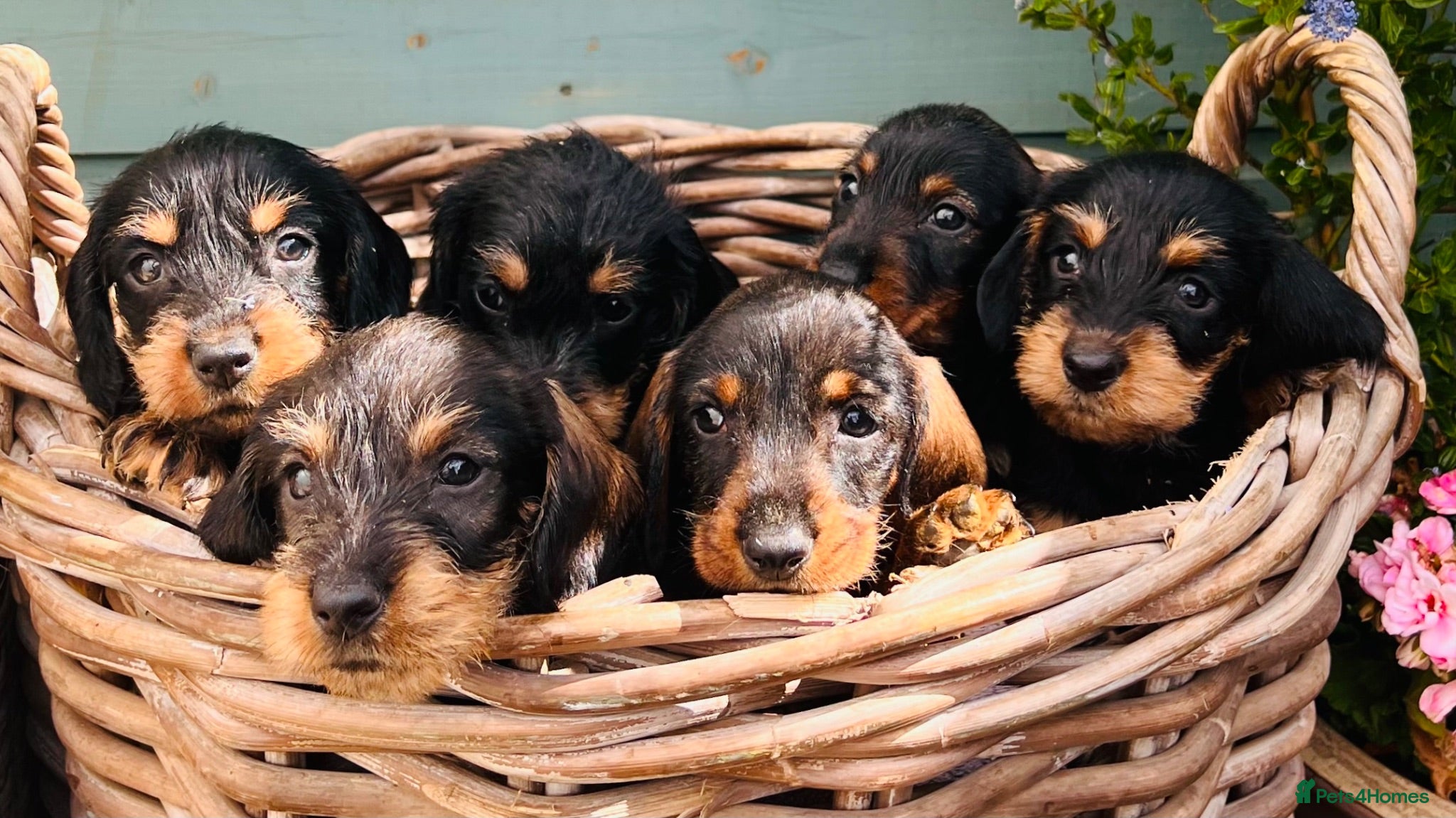 Dachshund dogs 🐾🌿 KC Registered Teckel Dachshund Litter 🌿🐾 - Advert 1