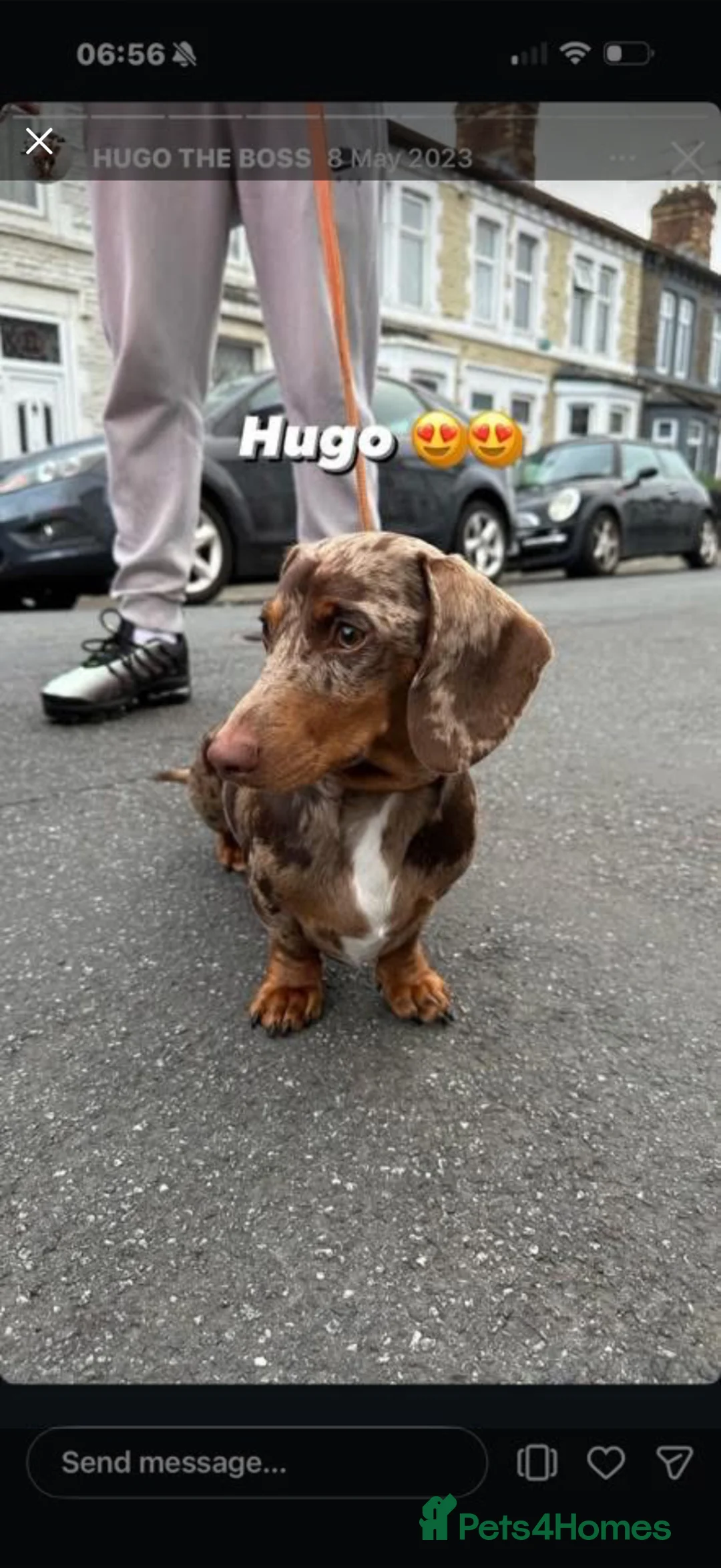 Miniature Dachshund dogs for stud: Hugo chocolate dapple stud  in Cardiff - Advert 2