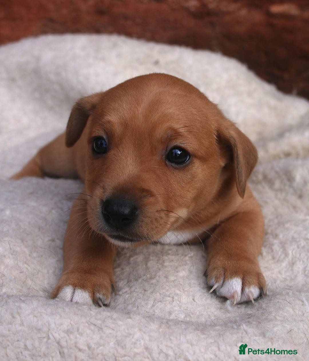 Jack Russell dogs for sale: Jack Russel Puppies - Image 2