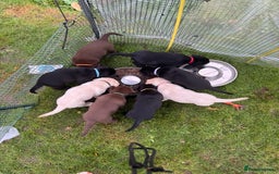 Labrador Retriever dogs for sale: One stunning girl, ready now 9Nov!  - Image 2