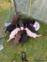 Labrador Retriever dogs - Advert 7