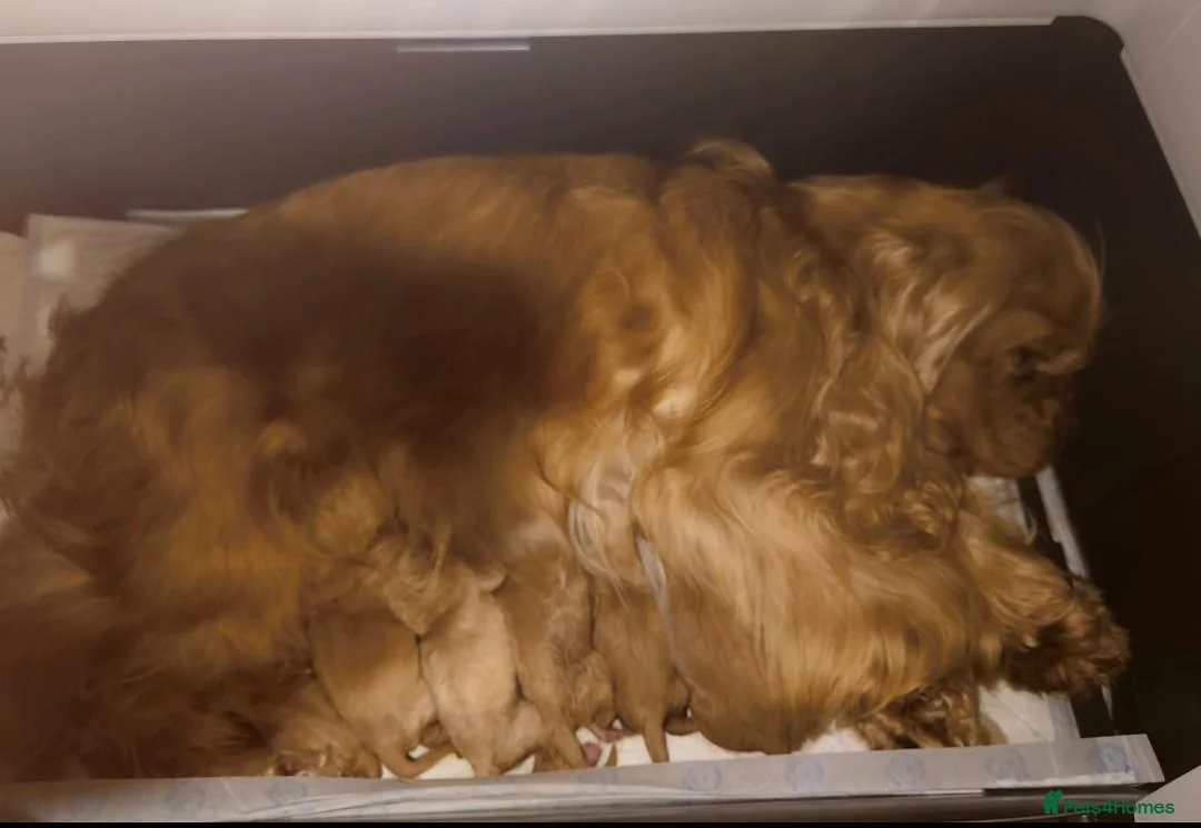 Cockapoo dogs for sale: Toy Teddy Bear Cockapoo Puppies - Advert 18