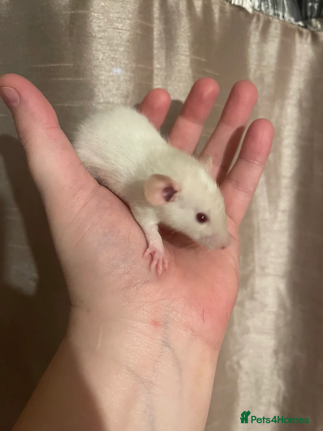 Rat rodents for sale: Rats looking for 5* homes only  - Advert 28