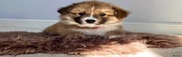 Welsh Corgi Pembroke dogs for sale: Stunning Fluffy Long-Haired (Fluffy) Corgi Puppies - Advert 10